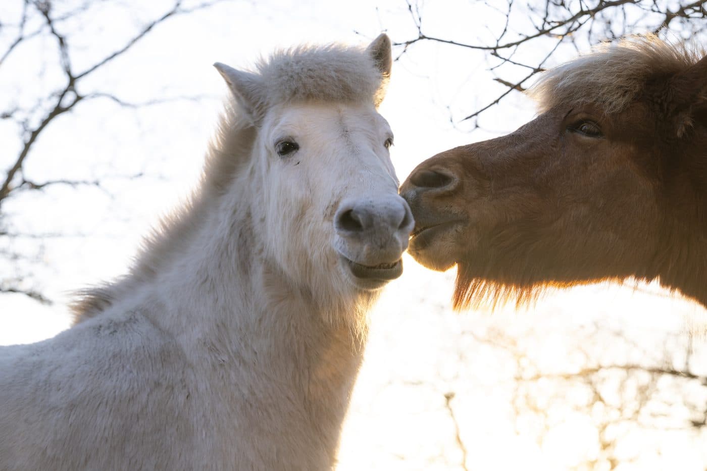 IJslanders in de duinen van Terschelling, natuur bij vakantieverhuur Midsland