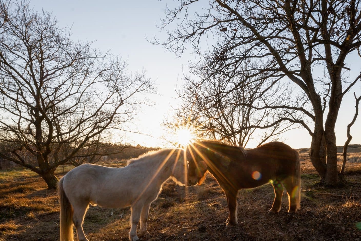 Paarden in de duinen van Terschelling nabij Midsland aan Zee