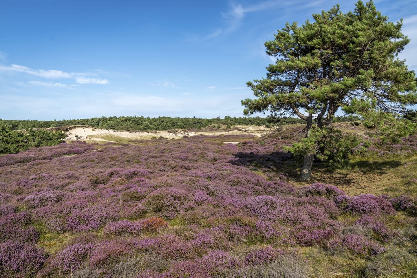 Duinen Terschelling, natuur rondom vakantieverhuur Apenstaartje