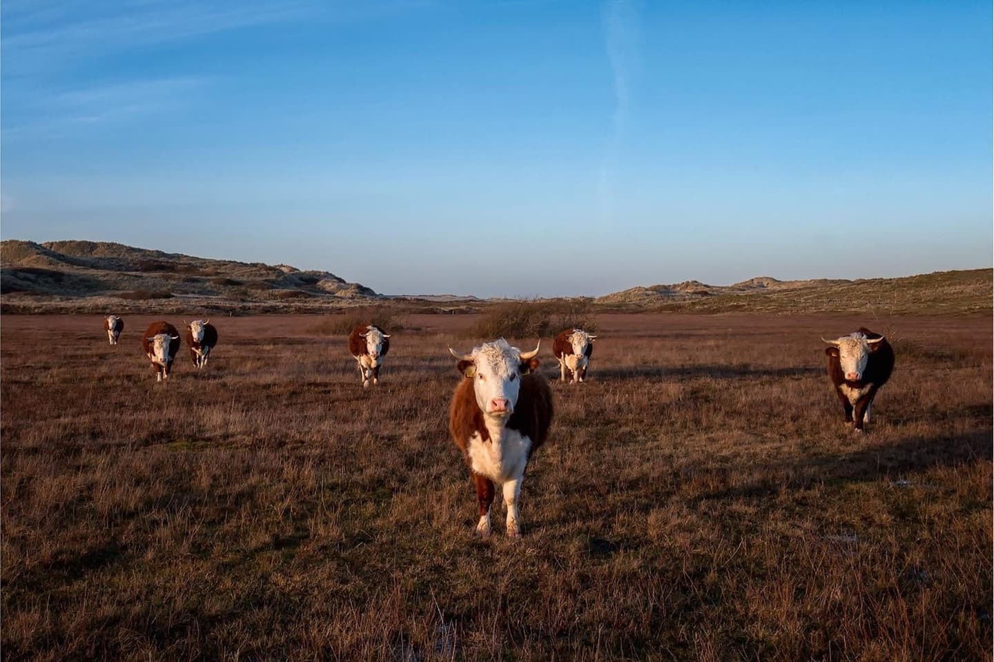 Helmgras in de duinen van Terschelling, wandelen vanuit Apenstaartje