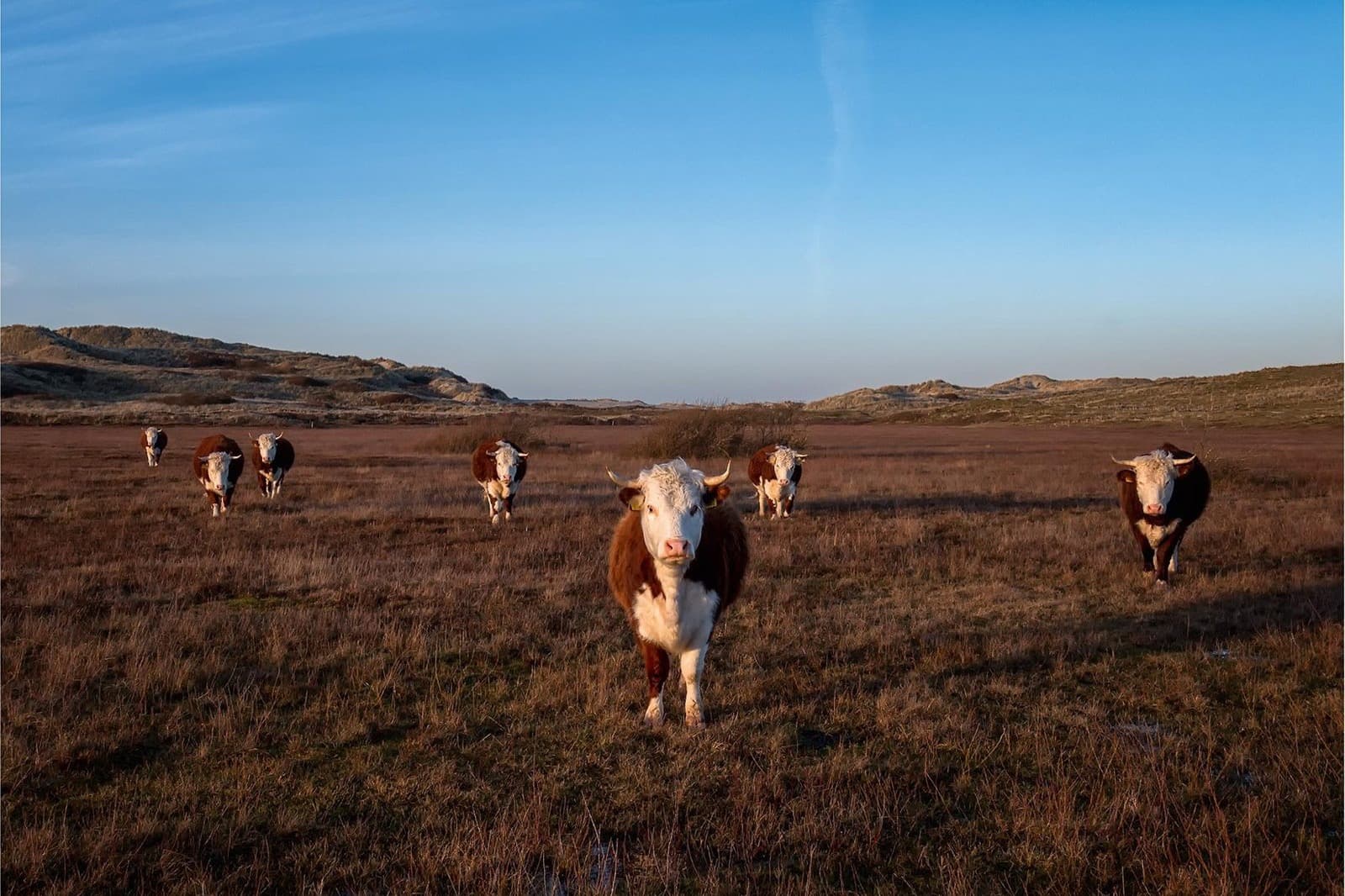 Helmgras in de duinen van Terschelling, wandelen vanuit vakantiehuis Apenstaartje