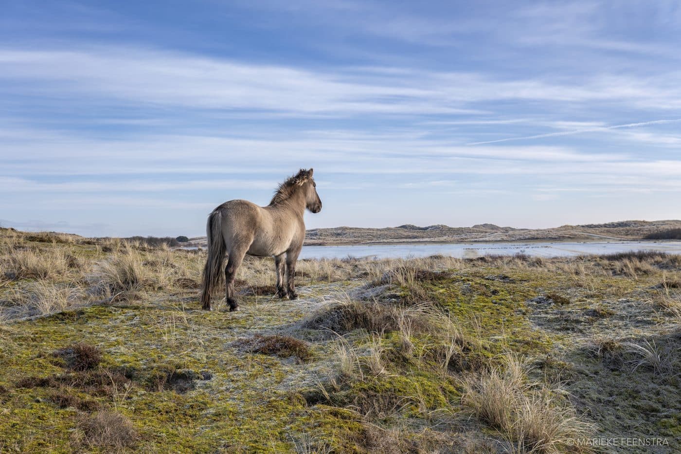 Duinen Terschelling bij zonsopgang, natuur vakantie Midsland aan Zee