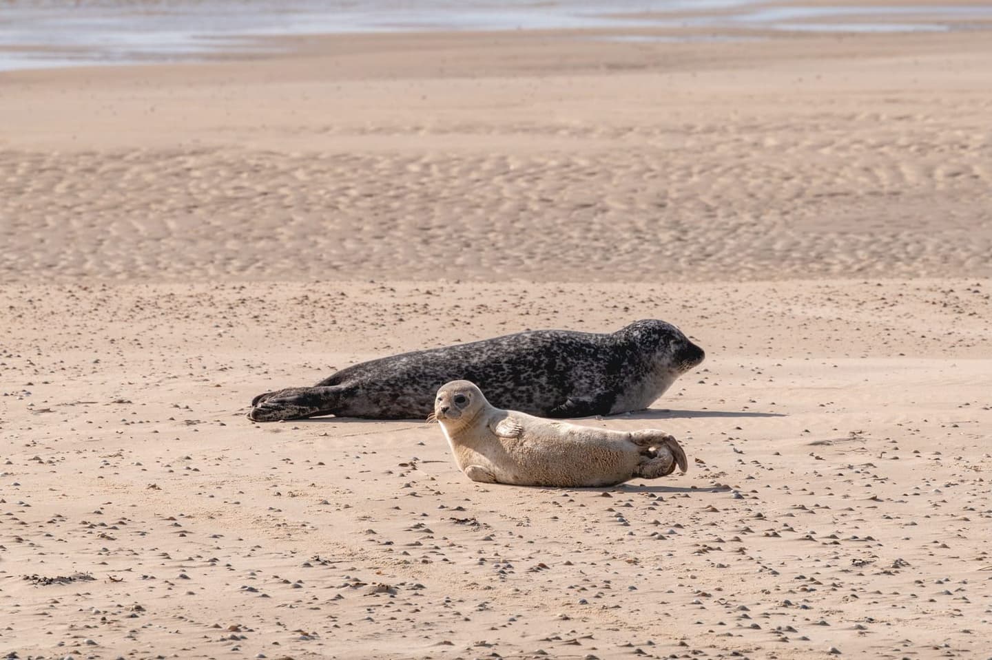 Wad bij Terschelling, Waddeneiland vakantieverhuur Apenstaartje